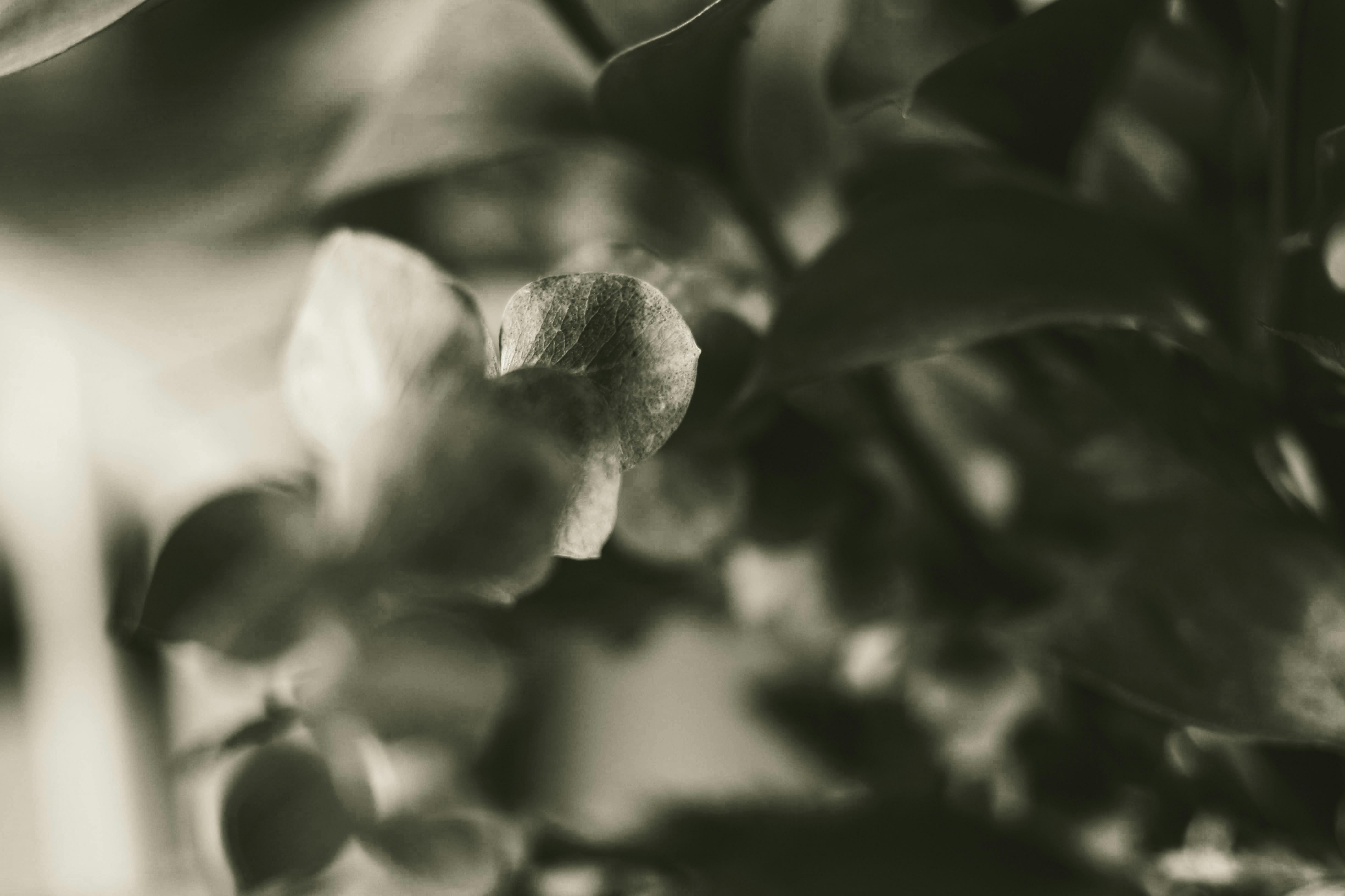 grayscale photo of green leaves